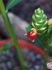 Имбирь - что это за растение и как оно выглядит: фото и описание Едят ли листья имбиря